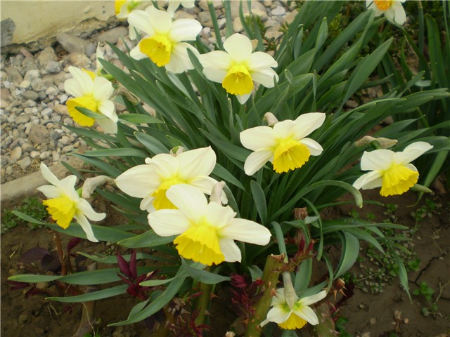 narcisi